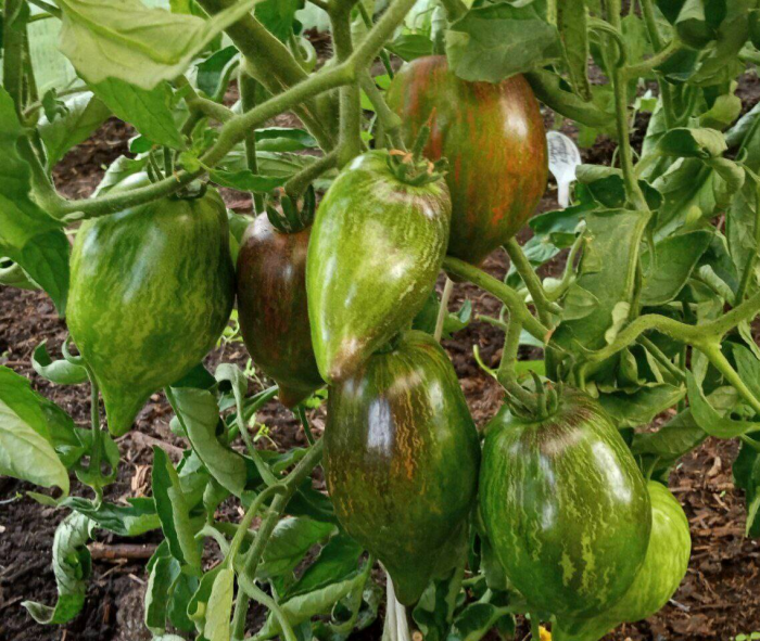 Бакчачы Лилия Мортазина: «Помидор орлыгын кычыткан астыннан алган туфракка чәчәргә кирәк»