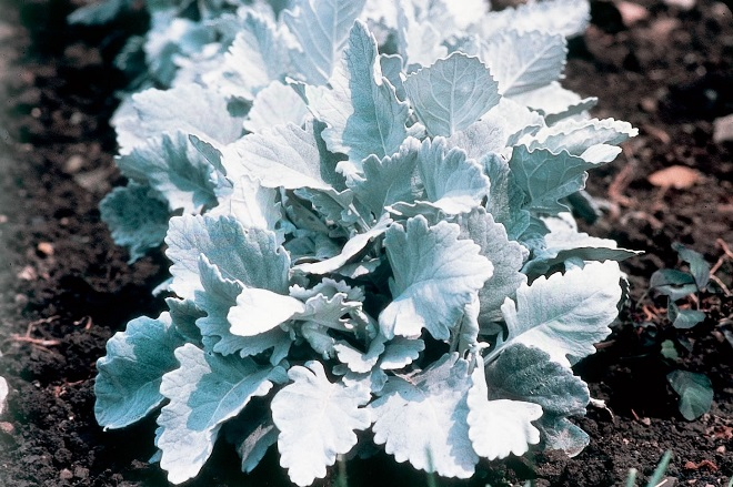 «Седой» цветок или прекрасное комнатное растение цинерария (61 фото)