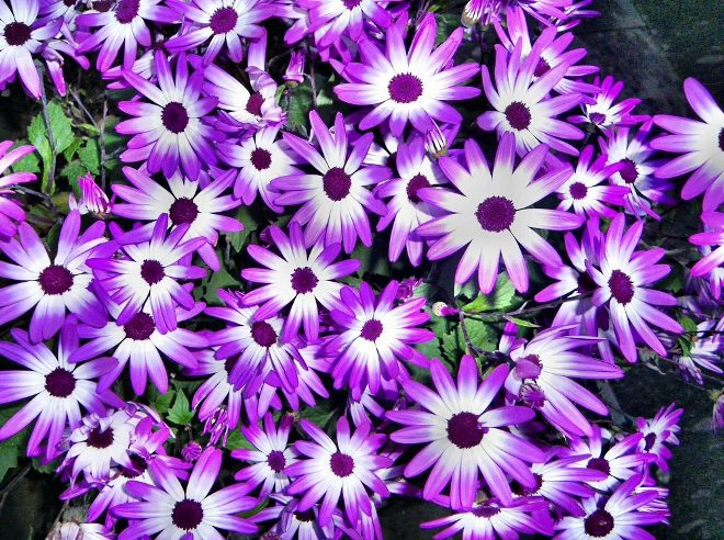 «Седой» цветок или прекрасное комнатное растение цинерария (61 фото)