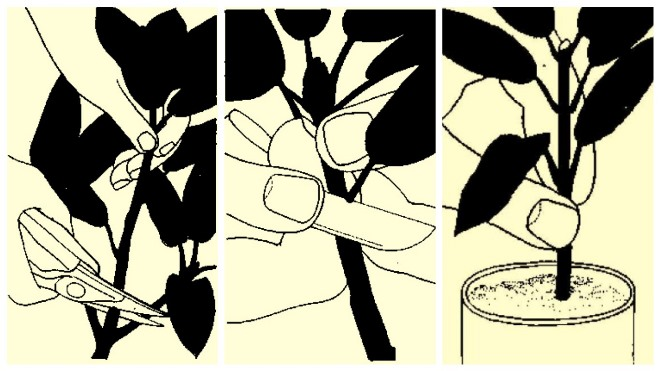 «Седой» цветок или прекрасное комнатное растение цинерария (61 фото)