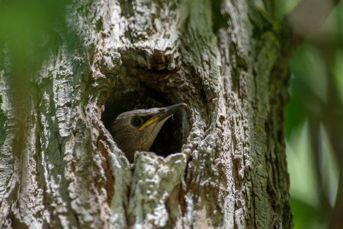 Записки астраханского натуралиста. Скворцы, вестники весны