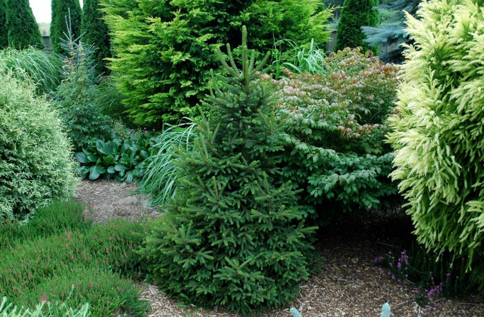 Неприхотливые декоративные кустарники в ландшафтном дизайне: фото и описания (56 фото)