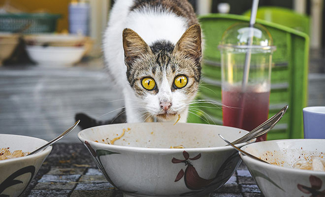 Японцы выяснили, почему кошки не доедают корм в миске