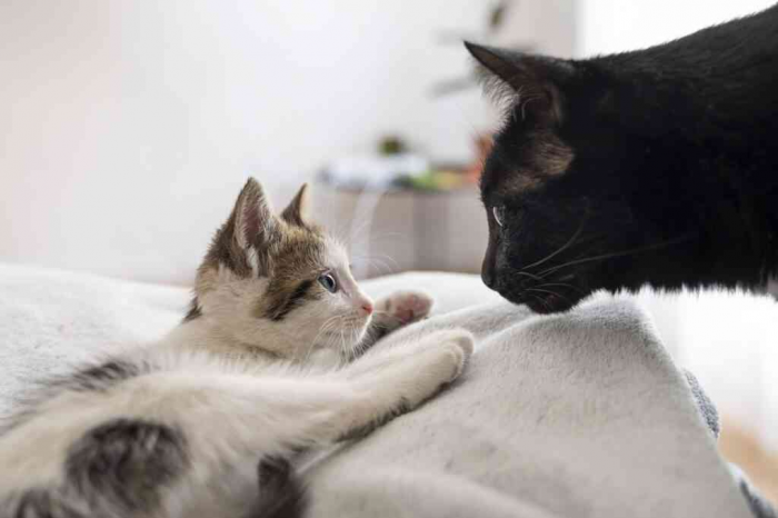 Кошка будит в пять утра? Вот, что она пытается вам сказать