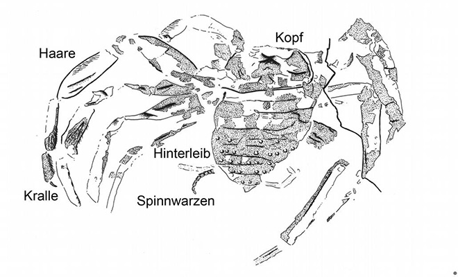 Ученые нашли в камне существа, жившие до динозавров 310 миллионов лет назад