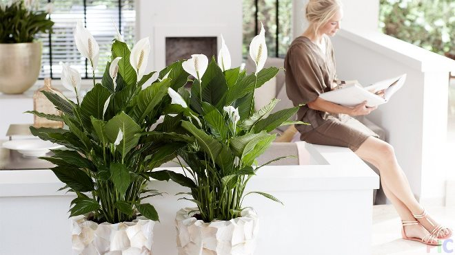 Цветы для спальни: на что обратить внимание при выборе (35 фото)