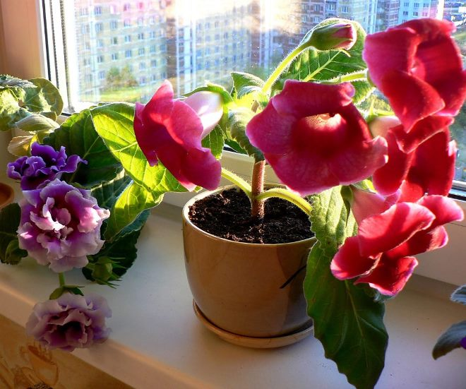 Комнатные растения в интерьере квартиры (112 фото)