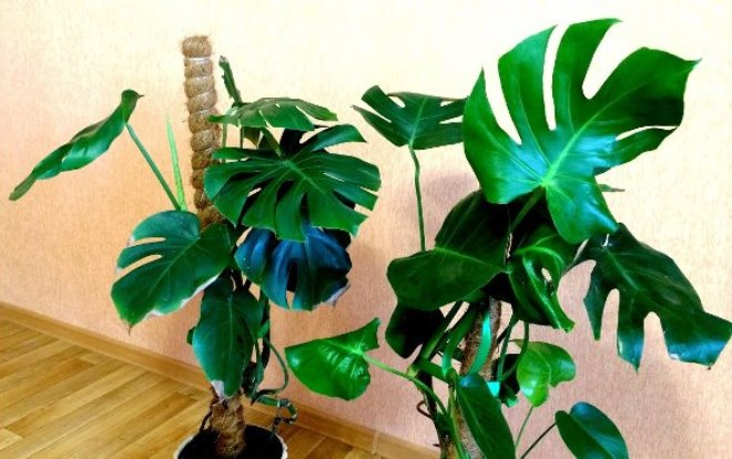 Комнатные растения в интерьере квартиры (112 фото)