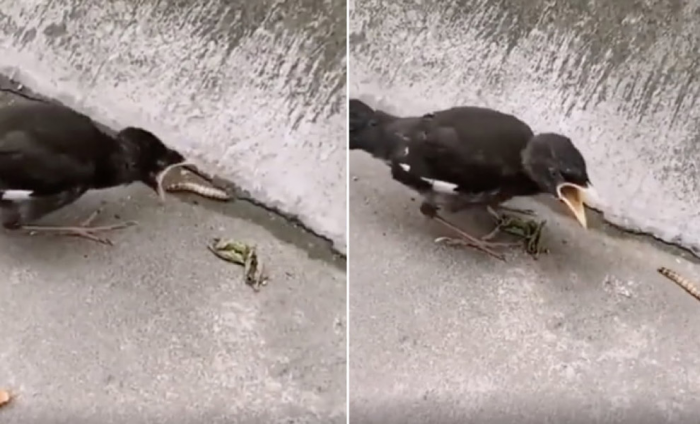 Птенец первый раз пытается есть сам: ходит за червяком и ждет, что он запрыгнет в клюв
