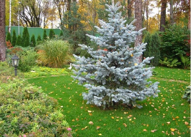 Хвойные растения для сада: выбираем самые неприхотливые культуры (65 фото)