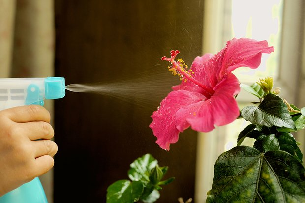 Гибискус, или китайская роза: описание, фото, выращивание в домашних условиях