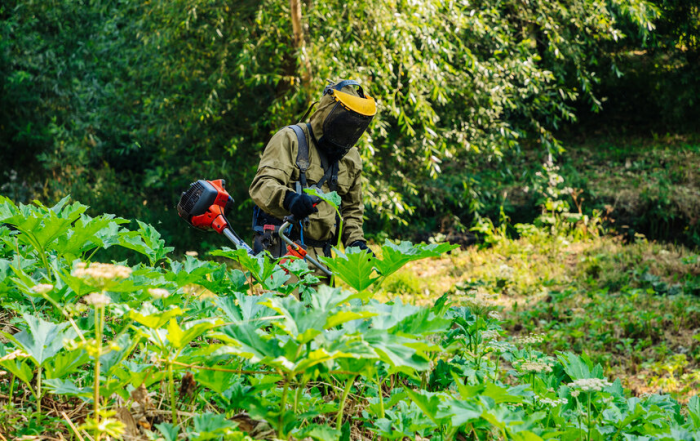 Борцы с борщевиком из Петербурга готовятся к апрельской битве