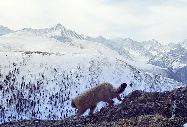 Лучшие фильмы про животных: 15 кинолент с высоким рейтингом