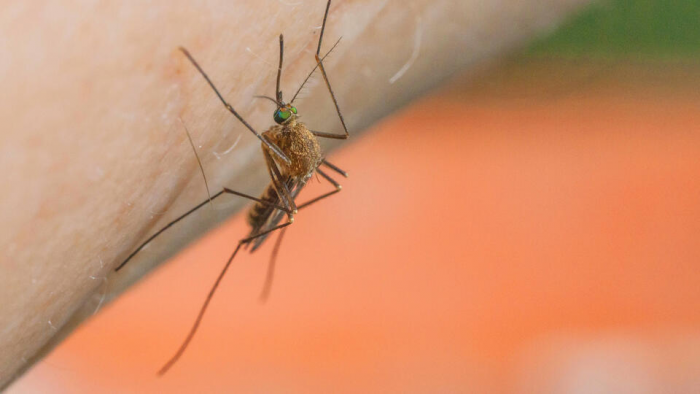 Комары-переносчики паразитов захватывают центральную Россию
