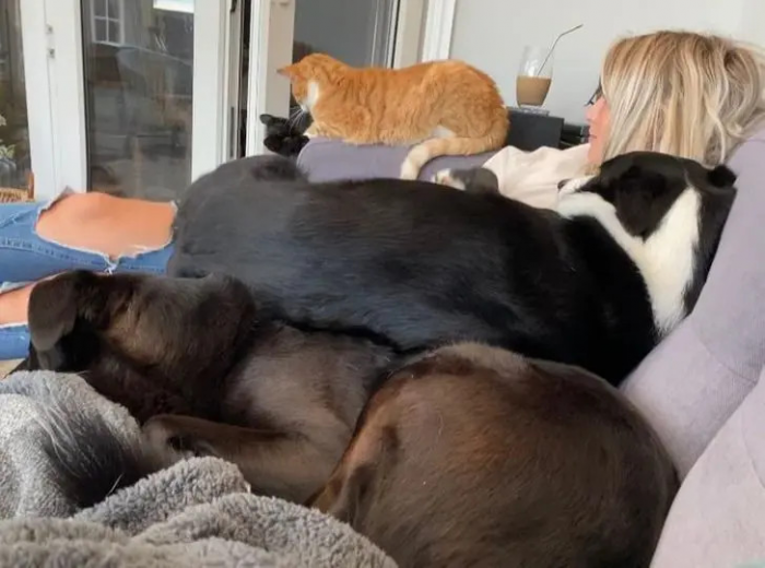 Питомцы, которые не знают границ