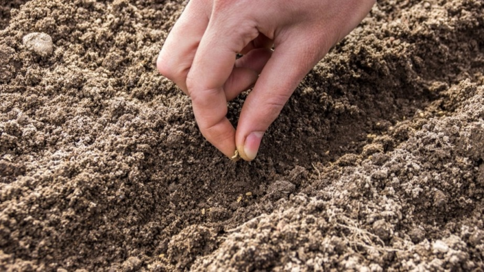 Семь проверенных культур для апрельского посева