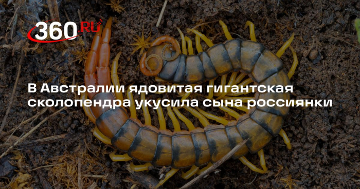 В Австралии ядовитая гигантская сколопендра укусила сына россиянки
