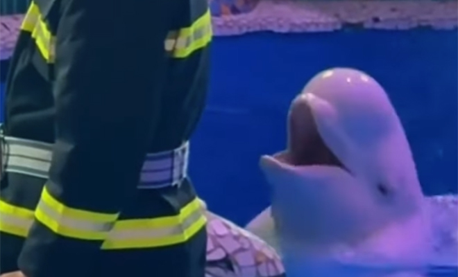Наглый курильщик достал всех в океанариуме, но тут вмешалась белуха