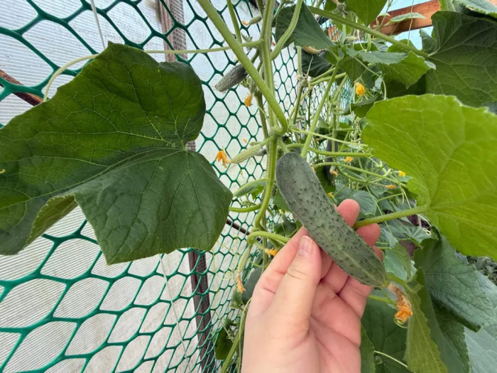 Ложка порошка на ведро — и рассада огурцов попёрла как ненормальная: делюсь рецептом