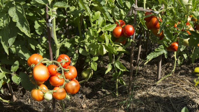 Как спланировать огород: севооборот, правильное соседство и требования растений