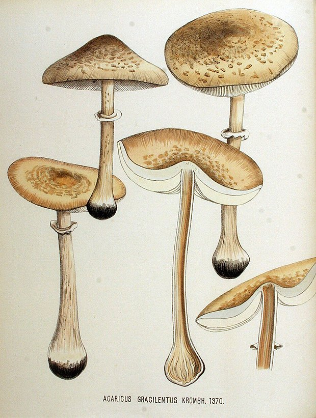 Гриб-зонтик: описание, фото, рецепты. Где и как собирать, что приготовить