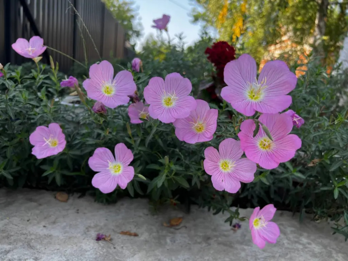 Выбросьте рассаду петуний: этот цветок растет сам, цветет до декабря и не боится мороза