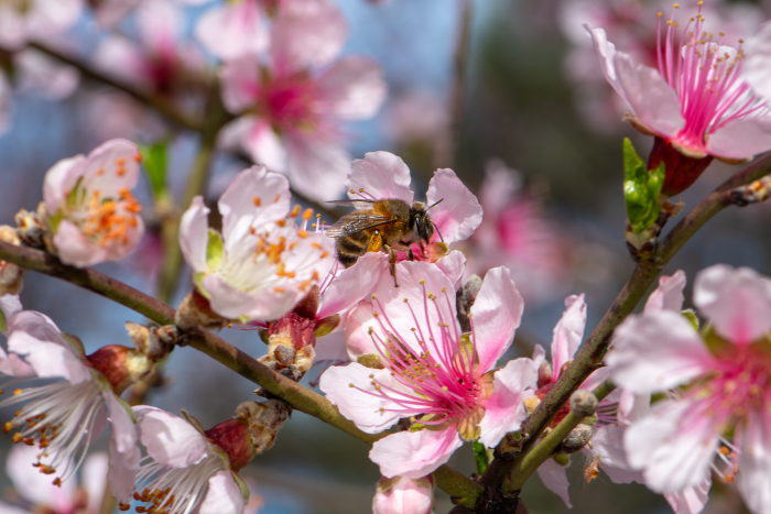 Записки астраханского натуралиста. Для кого цветут сады?
