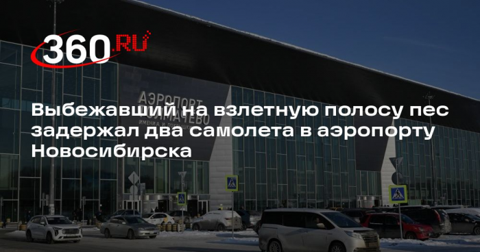 Выбежавший на взлетную полосу пес задержал два самолета в аэропорту Новосибирска