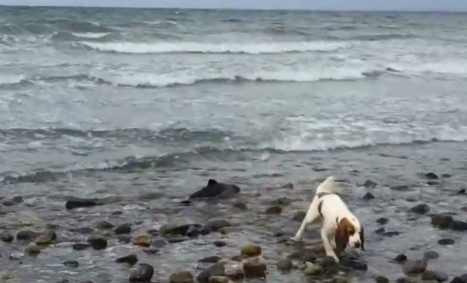 Собака на пляже заволновалась и потянула хозяина за собой. У кромки воды ждал помощи дельфин