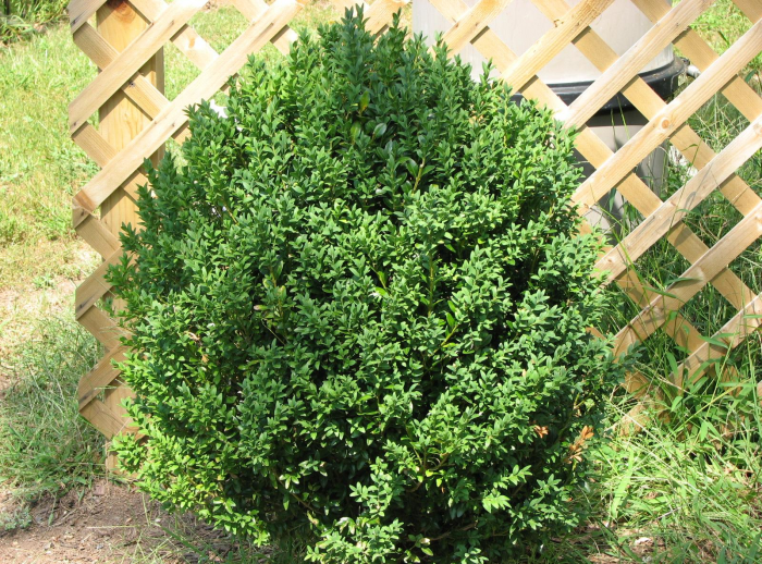 Неприхотливые декоративные кустарники в ландшафтном дизайне: фото и описания (56 фото)