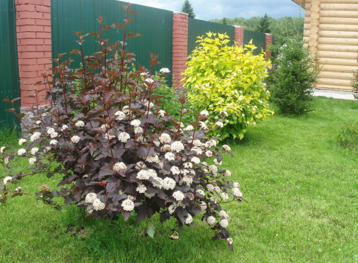 Неприхотливые декоративные кустарники в ландшафтном дизайне: фото и описания (56 фото)