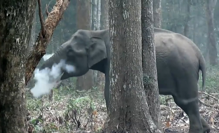 Лесники заметили слона, который неожиданно стал дымиться словно вместо бивней у него мангал: видео
