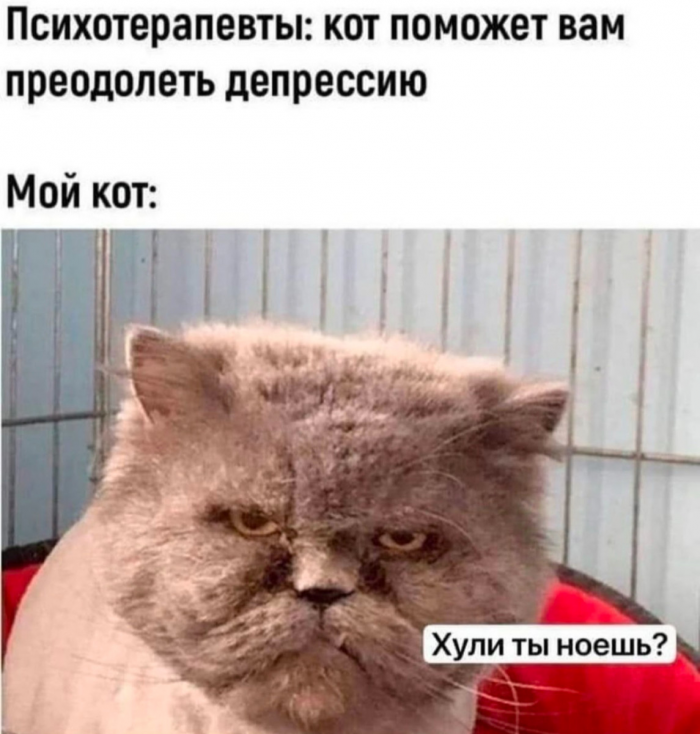 Юмор за день и очень глупая идея