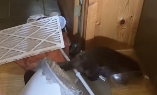 Женщина вместо кота решила завести бобра. Как только он вырос, стал строить по всему дому плотины