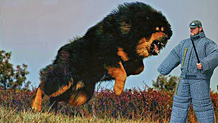 5 самых сильных собак в мире