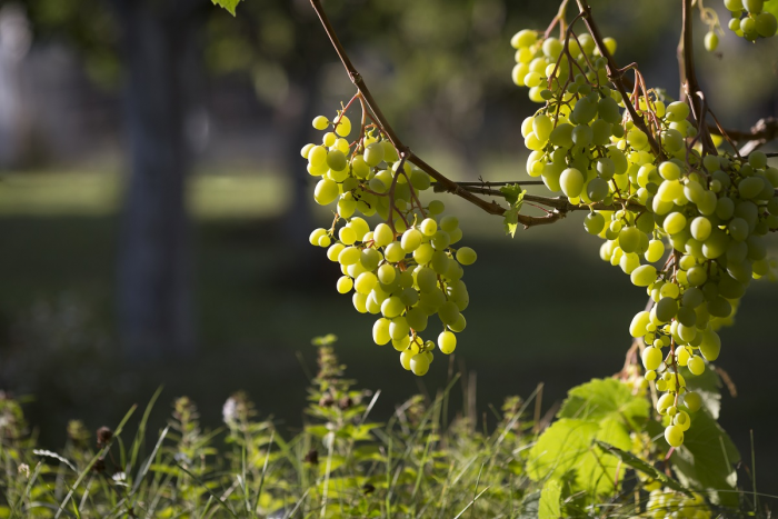 Садоводам дали совет, как ухаживать за смородиной