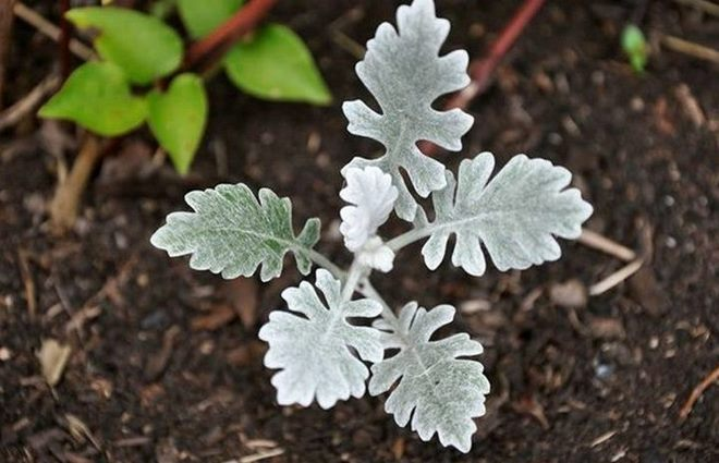 «Седой» цветок или прекрасное комнатное растение цинерария (61 фото)