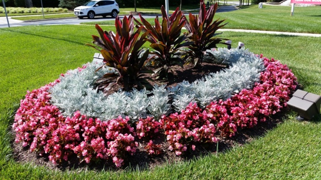 «Седой» цветок или прекрасное комнатное растение цинерария (61 фото)