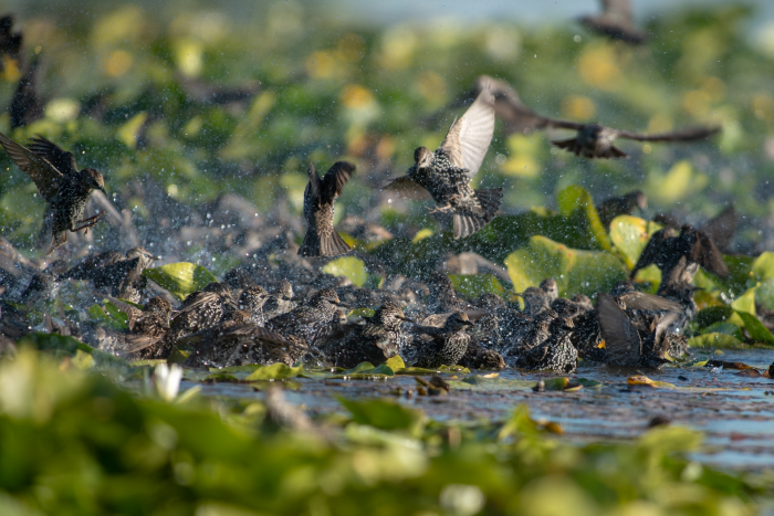 Записки астраханского натуралиста. Скворцы, вестники весны