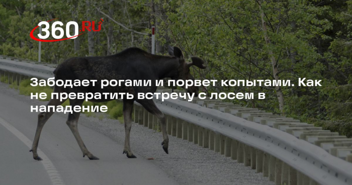 Зоолог Ефременко рассказал, что делать при встрече с лосем в Подмосковье
