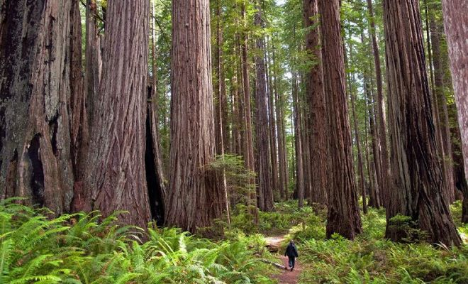 Самое высокое дерево на Земле уже достигло 116 метров и продолжает расти