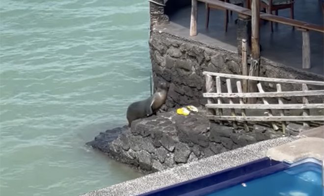 Морской лев пришел в отель, искупался в бассейне, а потом отобрал шезлонг у туриста. Видео