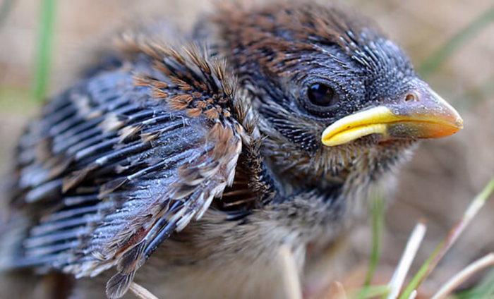 Птенец первый раз пытается есть сам: ходит за червяком и ждет, что он запрыгнет в клюв