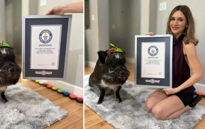 Книга рекордов Гиннеса увековечила говорящую свинью и живого петуха без головы