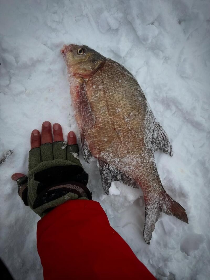 Рыбаки Алтайского края показали солидные последние уловы марта