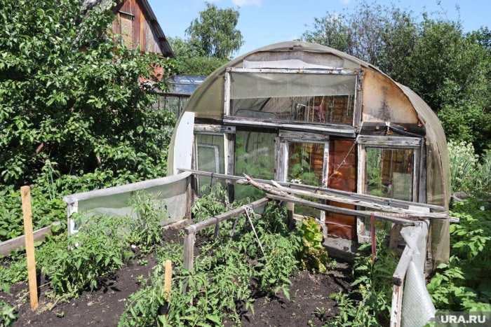 Почему рассада томатов падает и бледнеет в апреле: причины и решения