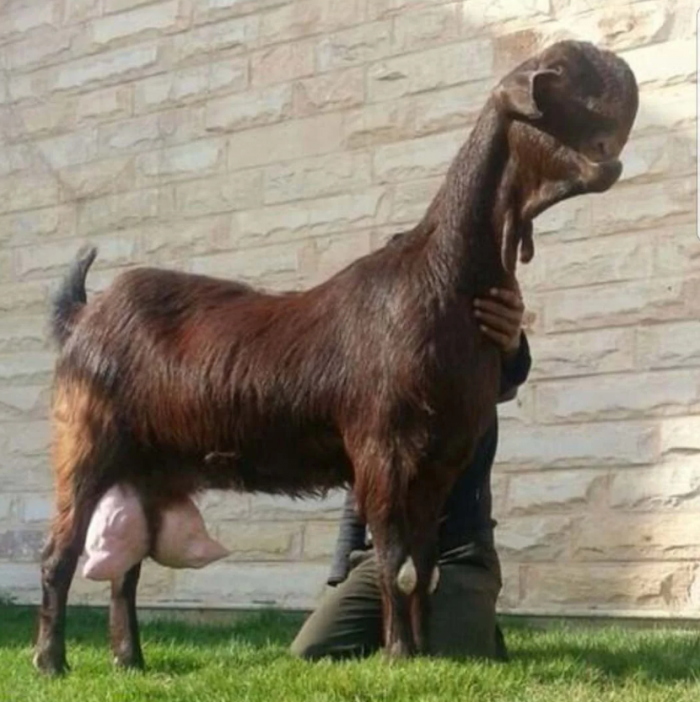 Дамасские козы: странная красота и практическая ценность