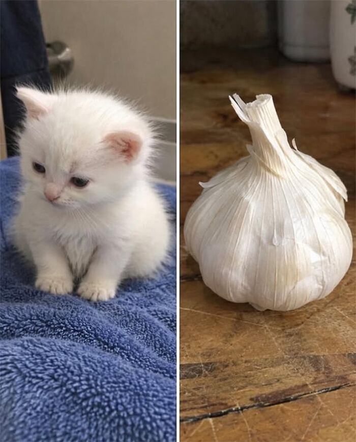 Коты похожи на еду: подборка фотографий