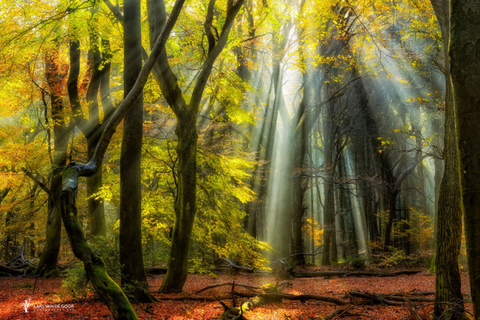 Лесные пейзажи голландского фотографа Ларса ван де Гура
