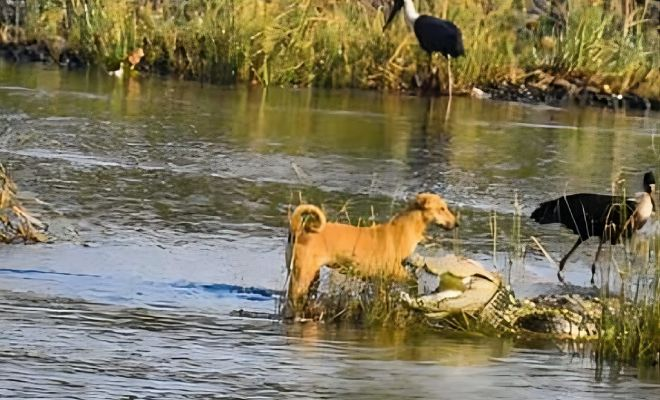 Стая диких собак в Индии преследовала щенка, когда на помощь пришли крокодилы